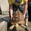 ケヅメリクガメ７歳、里親募集