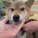 希少カラー　柴犬女子