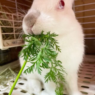 【トライアル中】コニン君（佐渡っこ2世 №25）