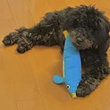 応募を締め切りさせていただきました。