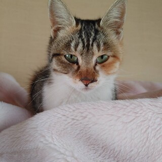 人慣れ抜群三毛ちゃん