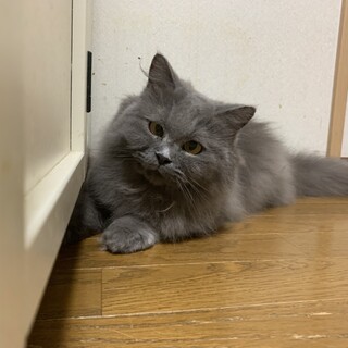 決定☆『ヨリ』１匹だけで沢山の愛情を注いで頂ける方