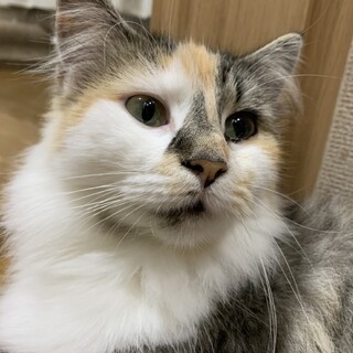 決定☆『こと』甘えん坊さんになりました