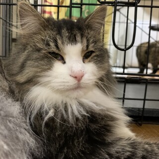 決定☆『おかき』寝てばかりなのんびなタイプ