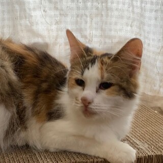 決定☆『ピノ』独特なお顔立ちで可愛い子