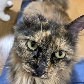 決定☆『ログ』片耳がありません。人が大好き