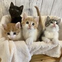【お見合い随時】品川発ふわもこ甘えん坊4兄妹