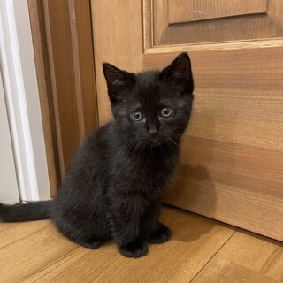 素敵な黒猫さん