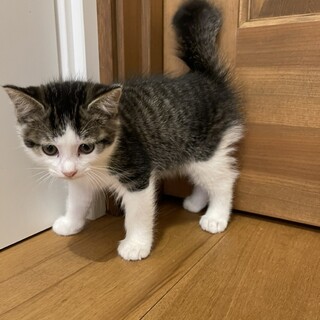 可愛い尻尾が特徴的