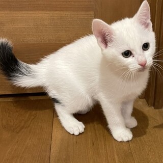 全体的に白に斑点模様が可愛い