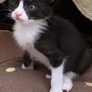 コロコロ、元気はつらつの可愛いハチワレ君