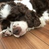 天真爛漫!遊び盛りのお年頃？人懐っこいはぴちゃん サムネイル6