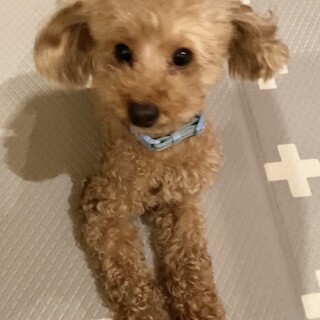 人懐っこくて素直なトイプードルのキヌちゃん♪