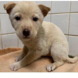 里親決定しました。