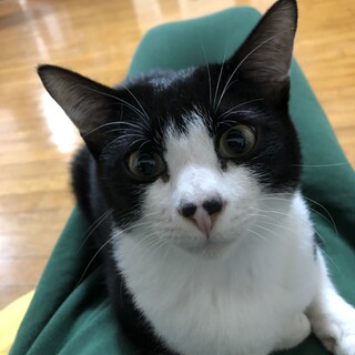 膝の上大好き男の子