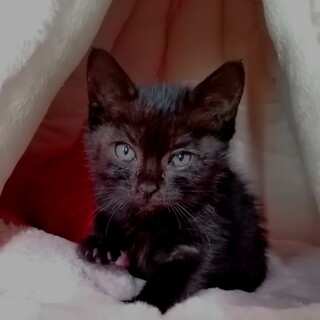 キュートな黒猫ちゃん