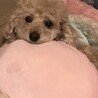 まろんちゃん