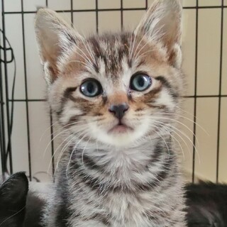 カワイイ❤キジトラちゃん