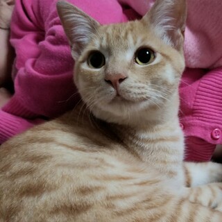 【トライアル中！】♡ラテ君