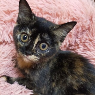 里親決定☆サビ猫ナナちゃん