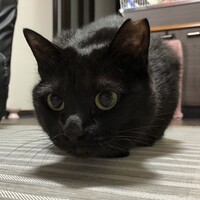 シュガー