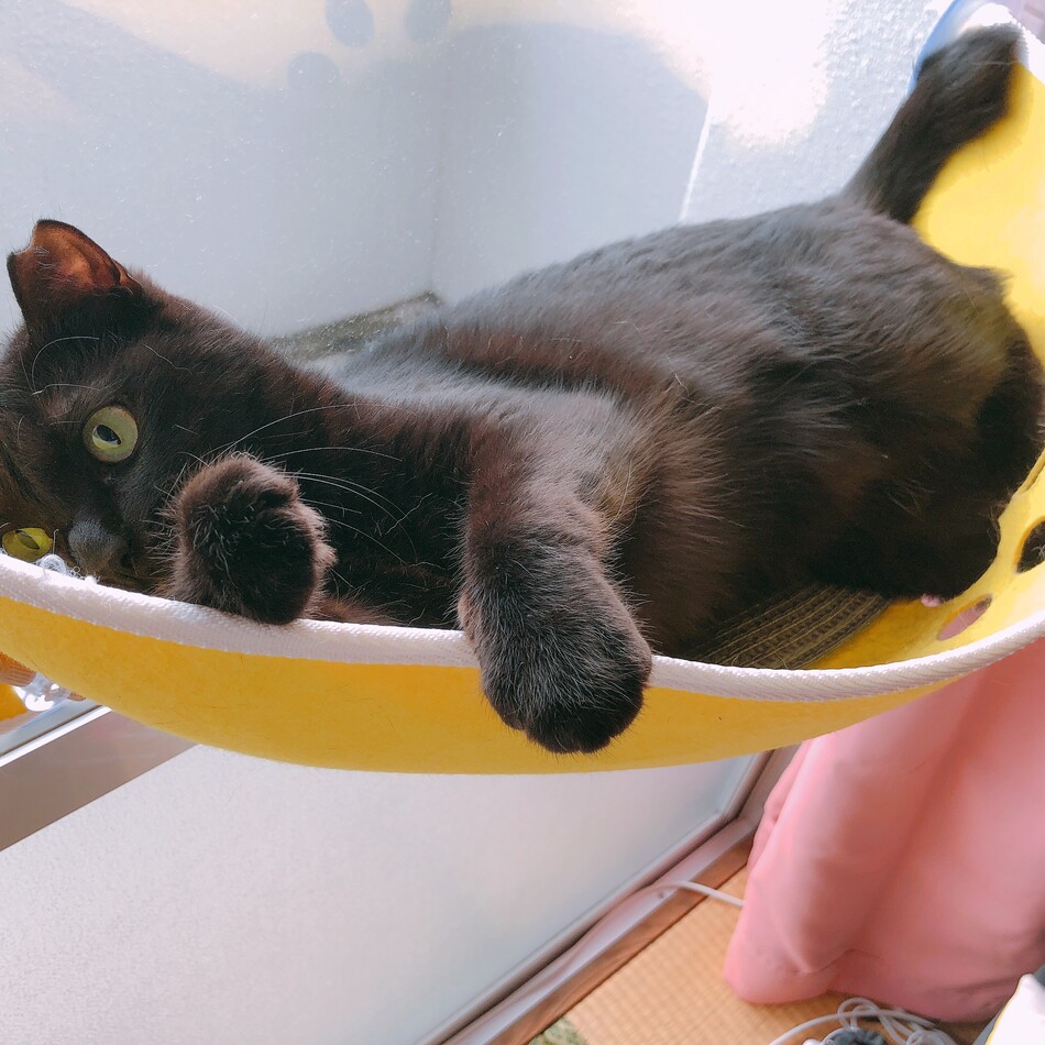 シュガーのカバー写真