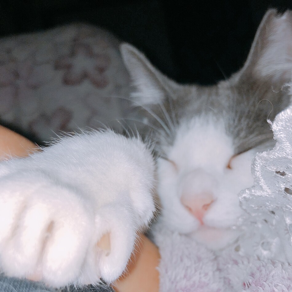 ミルキーのカバー写真