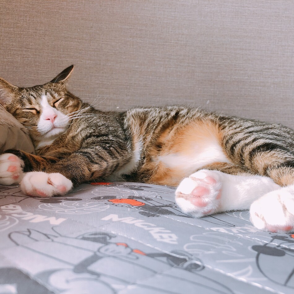 ソルトのカバー写真