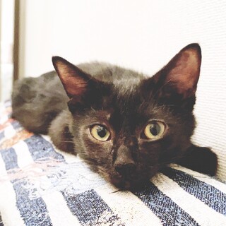 幸せ運ぶ鍵しっぽ君！生後3ヶ月