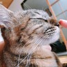 シナモン