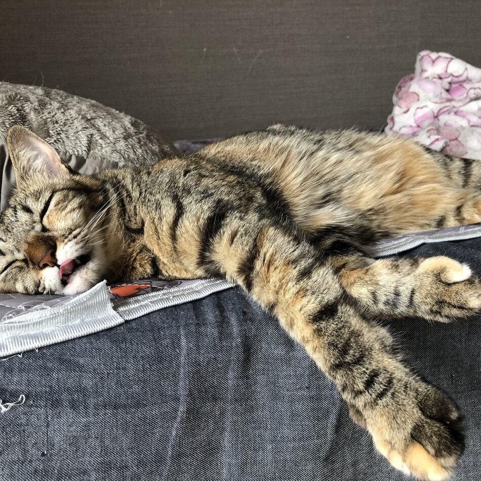 シナモンのカバー写真