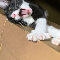 ごまめ