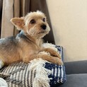 おとなしいヨークシャテリア！！触られるの大好き！