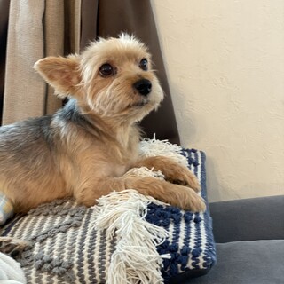 おとなしいヨークシャテリア！！触られるの大好き！