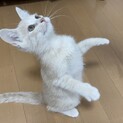 子猫のモコ君