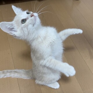 子猫のモコ君