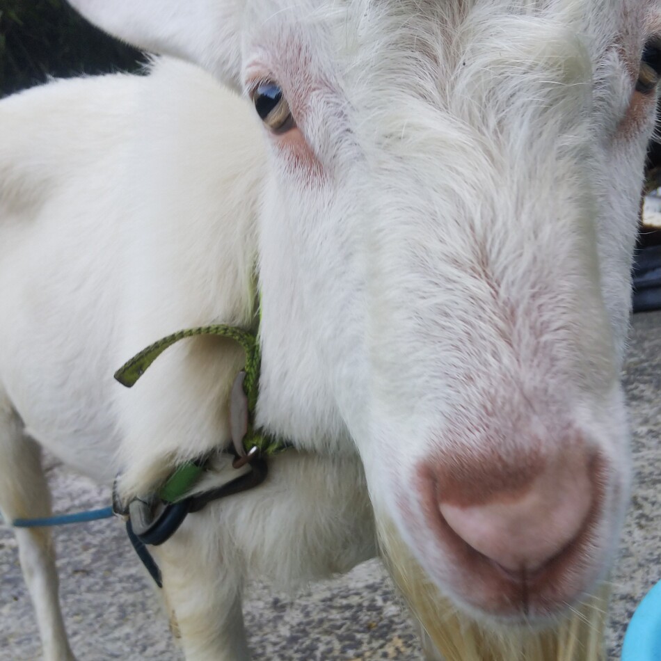 ヤギ男のカバー写真