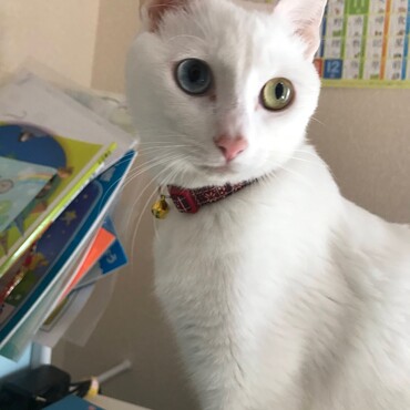 の写真
