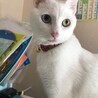 の写真