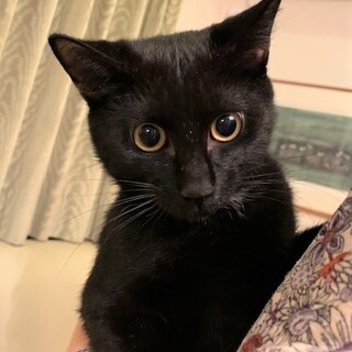 とても人懐こい生後6ヶ月男の子（ケン君）