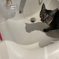 みやこ