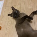 甘えん坊で大人しいシャム風女の子