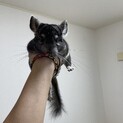 チンチラグレー 1歳11ヶ月