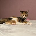 三毛猫の子猫　里親募集