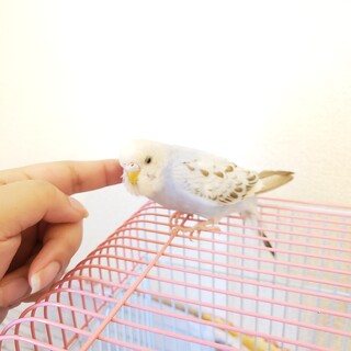 セキセイインコ2羽女の子の里親様急募です