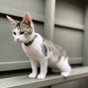【兄弟猫】キジ白の男の子 サムネイル2
