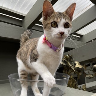 【兄弟猫】キジ白の女の子
