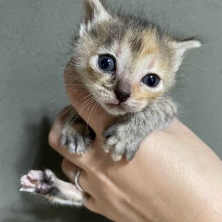 【兄弟猫】サビちゃん