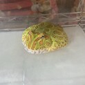 ツノガエル