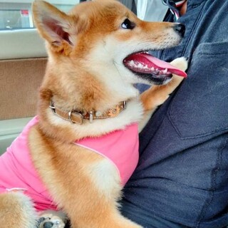 柴犬5ヶ月のホタルちゃん